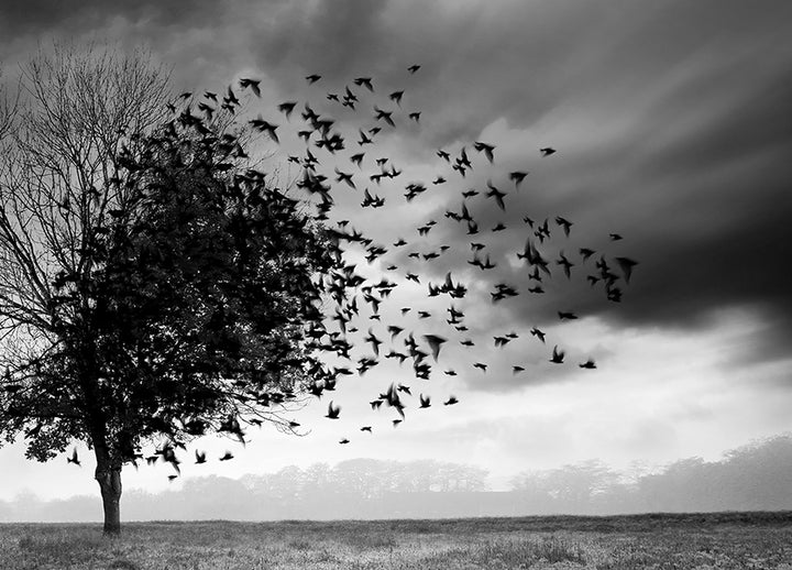 Canvastavla - Fly Away