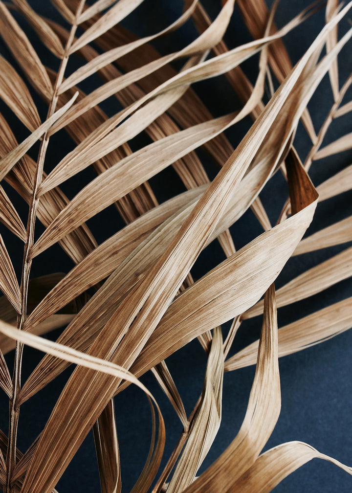 Canvastavla - Dry Palm Leaves