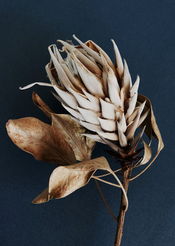 Canvastavla - Dry Protea