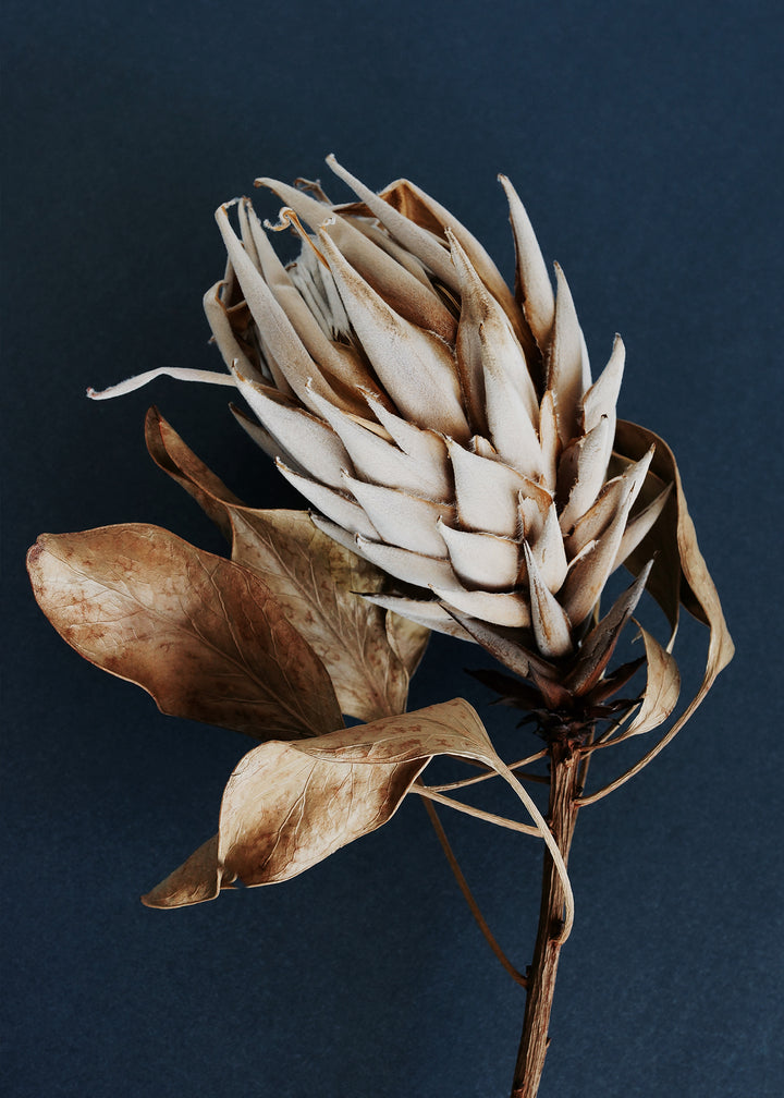 Ljuddämpande tavla - Dry Protea