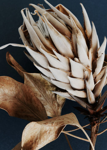 Canvastavla - Dry Protea