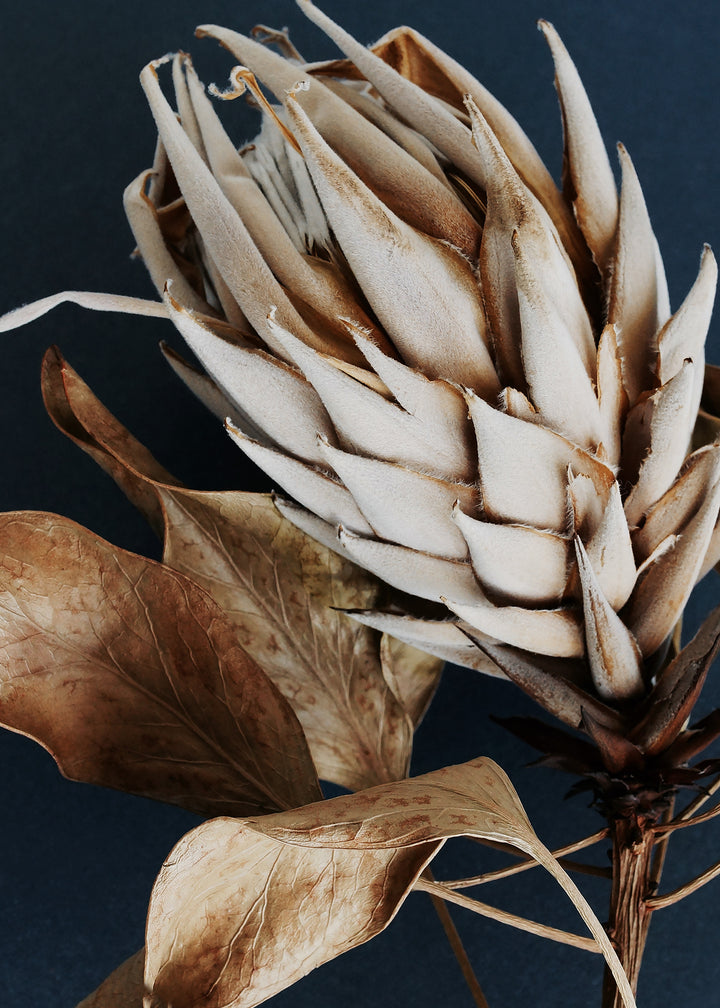 Canvastavla - Dry Protea