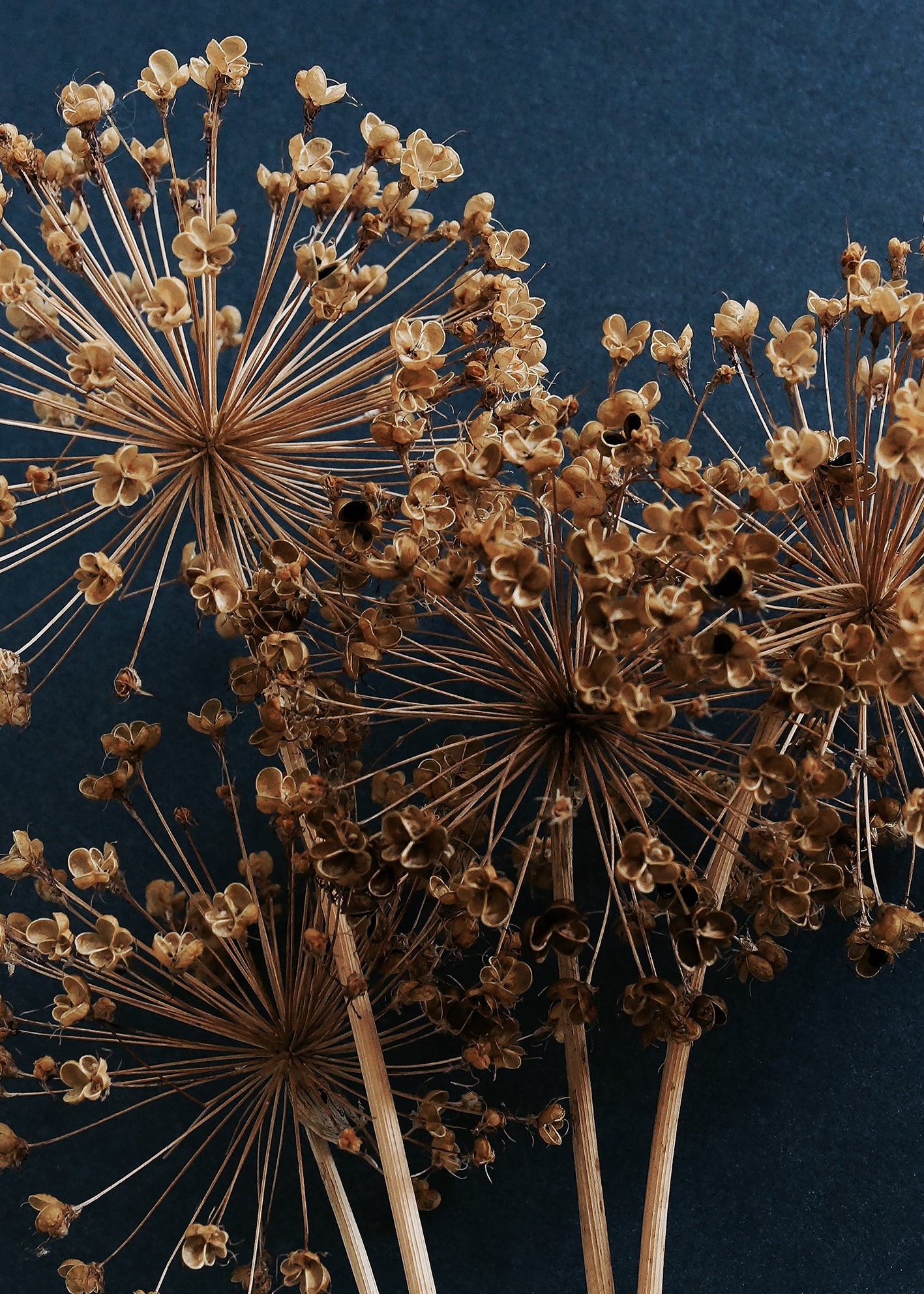 Canvastavla - Allium