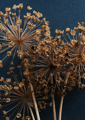Canvastavla - Allium