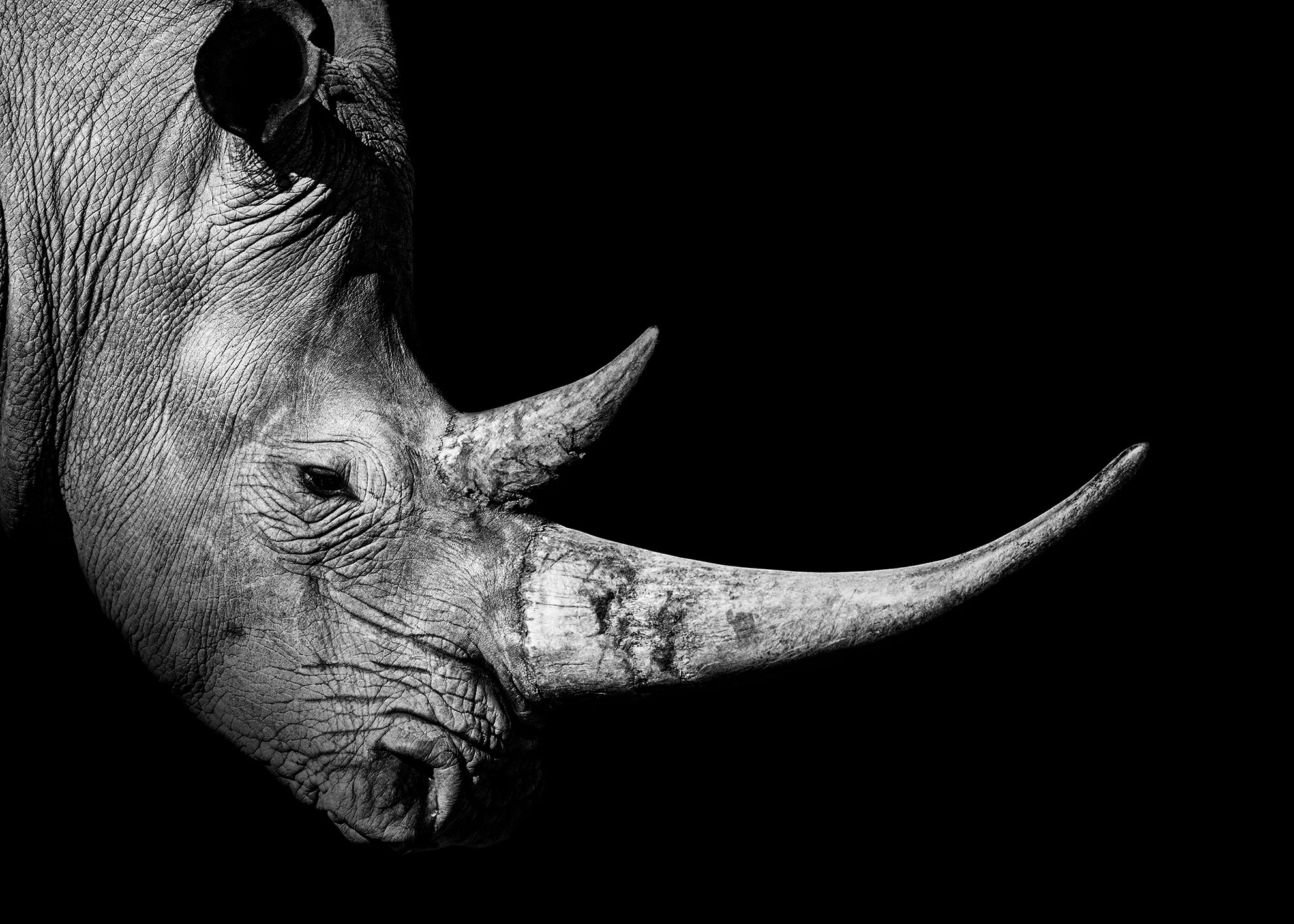 Ljuddämpande tavla - Rhinoceros