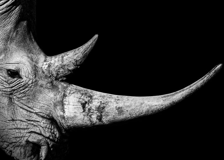 Ljuddämpande tavla - Rhinoceros