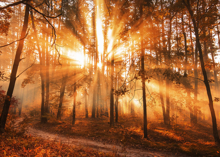 Canvastavla - Sunny Forest
