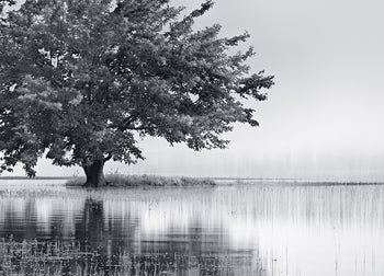 Canvastavla - Meadow