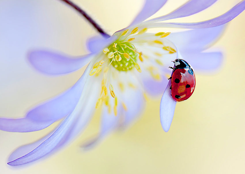 Tavla - Ladybug