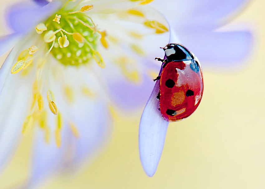 Tavla - Ladybug