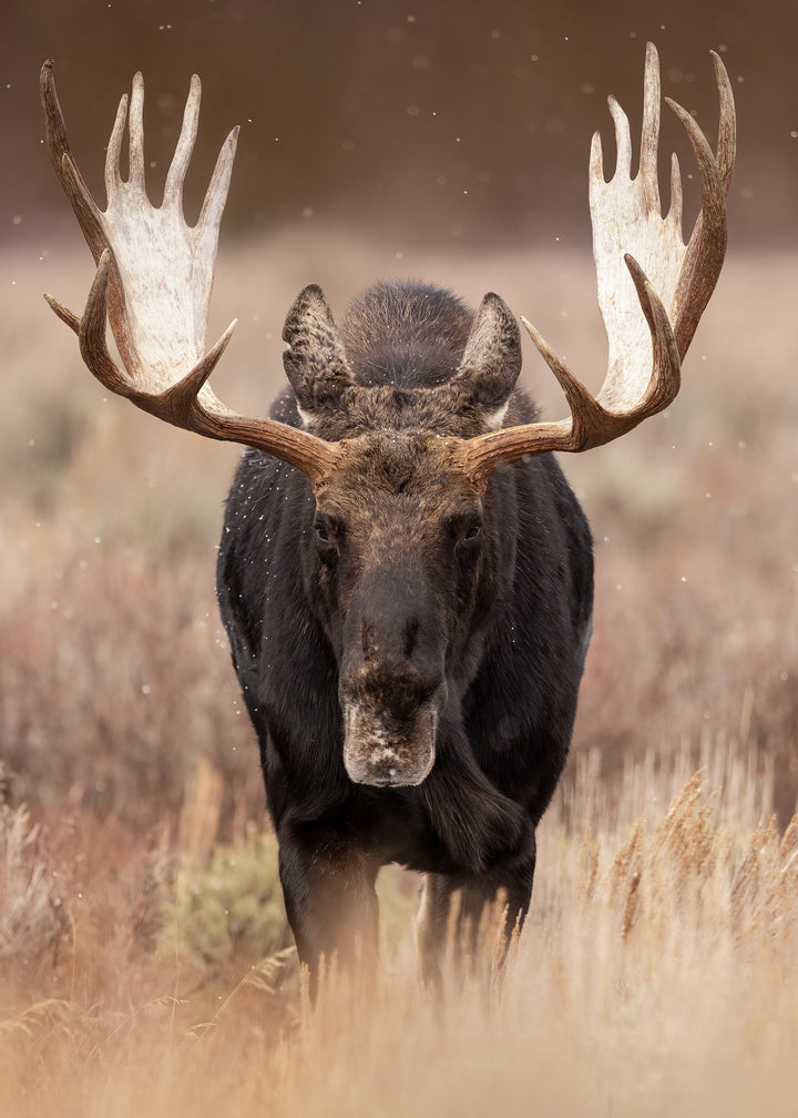 Canvastavla - Moose Majesty