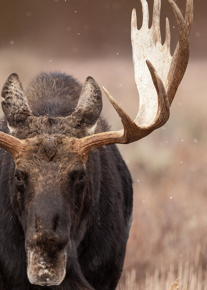 Canvastavla - Moose Majesty