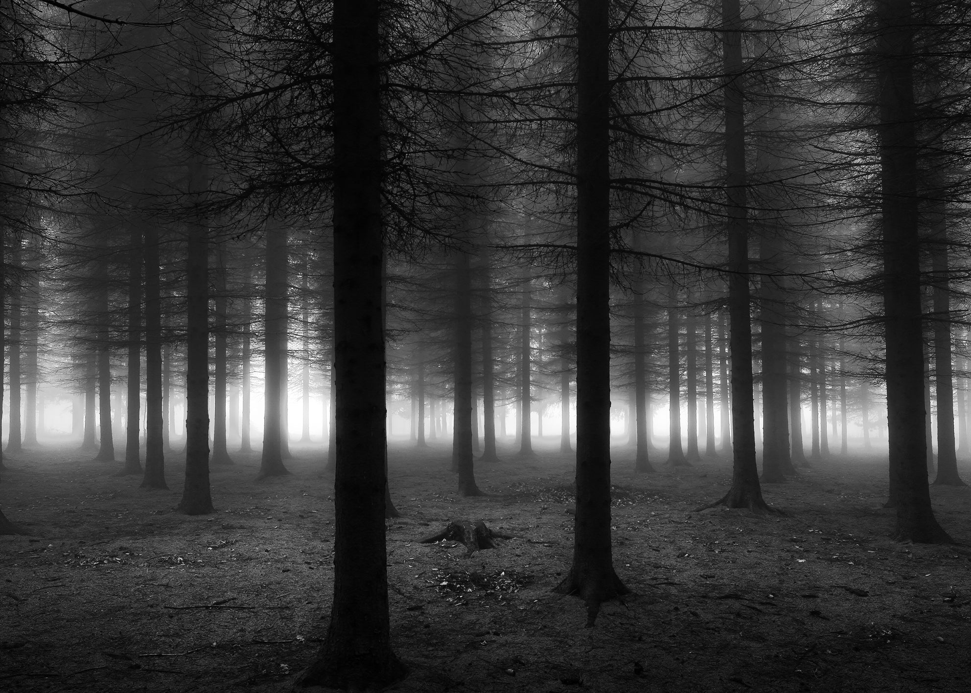 Ljuddämpande tavla - Black Forest