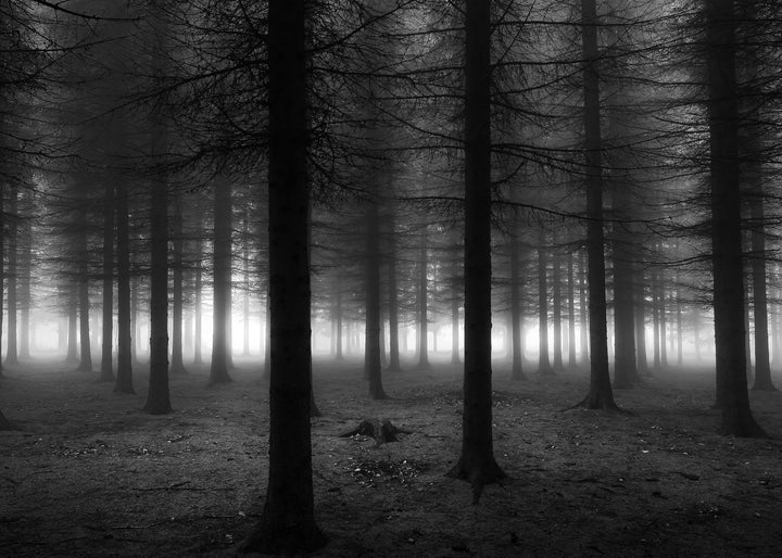 Ljuddämpande tavla - Black Forest