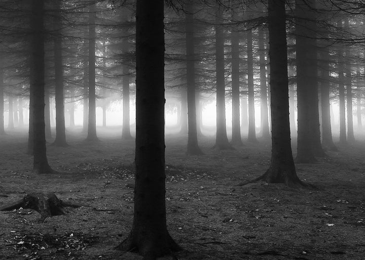 Canvastavla - Black Forest