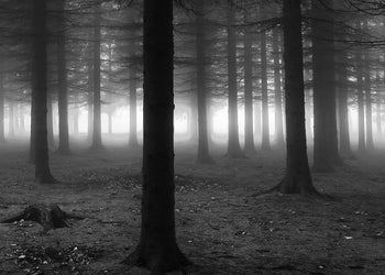 Ljuddämpande tavla - Black Forest