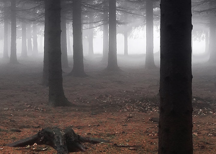 Canvastavla - Dark forest