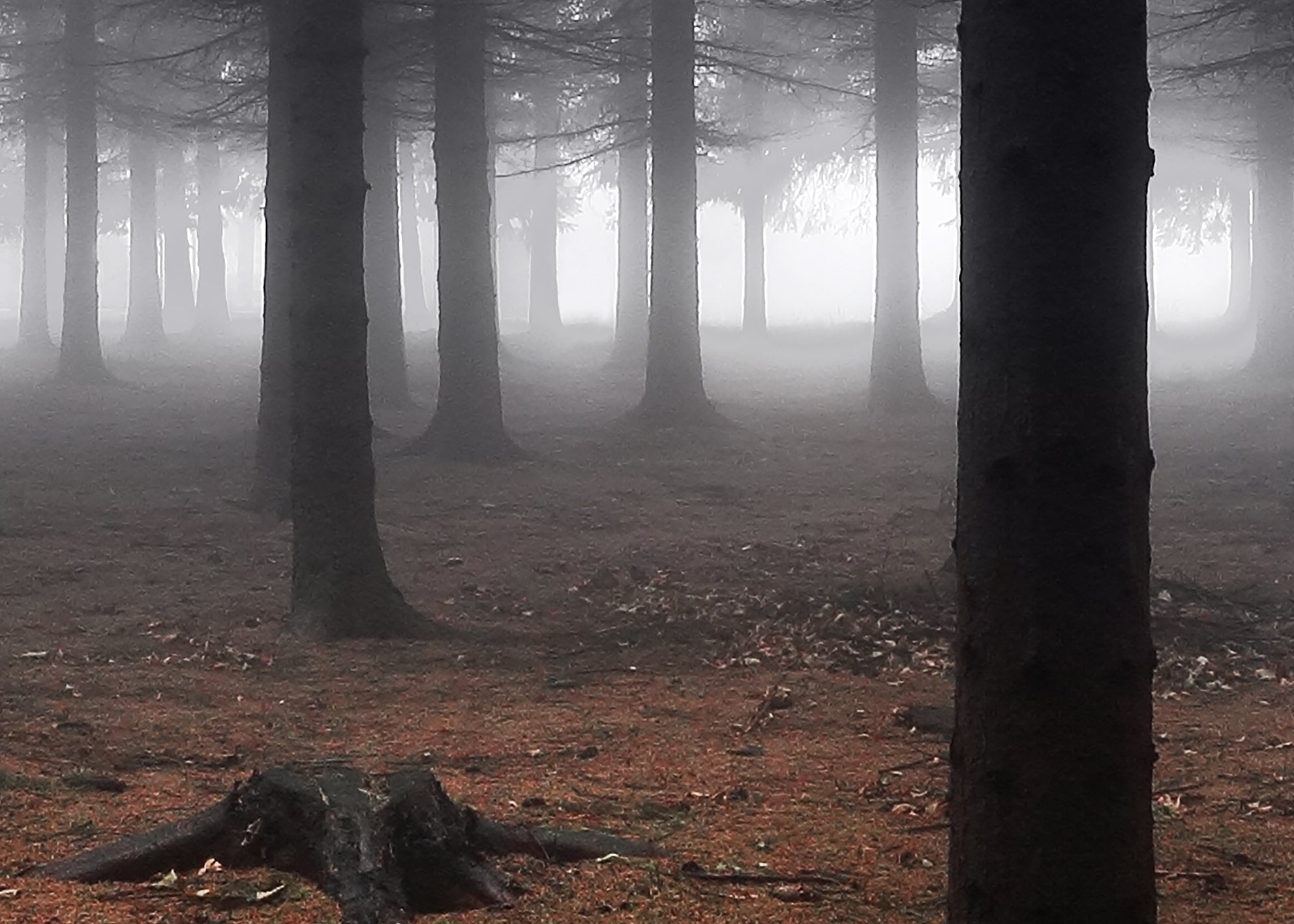 Ljuddämpande tavla - Skog Tavlor i delar