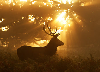 Canvastavla - Red Stag, The king of the forest