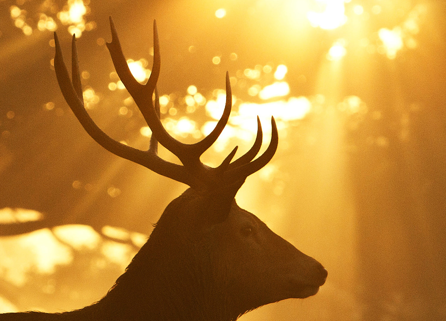 Canvastavla - Red Stag, The king of the forest