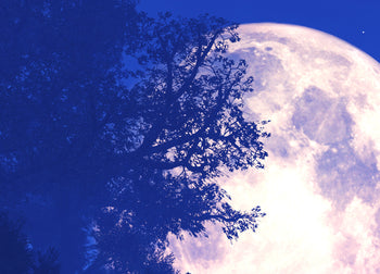 Canvastavla - Blue Forest