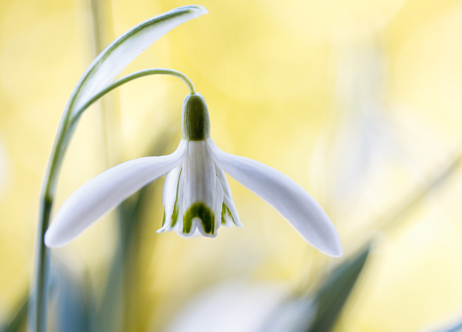 Canvastavla - Snowdrop