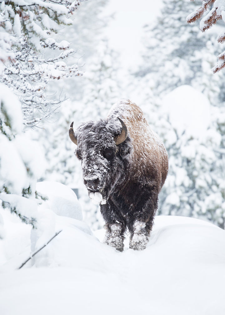 Canvastavla - Yellowstone