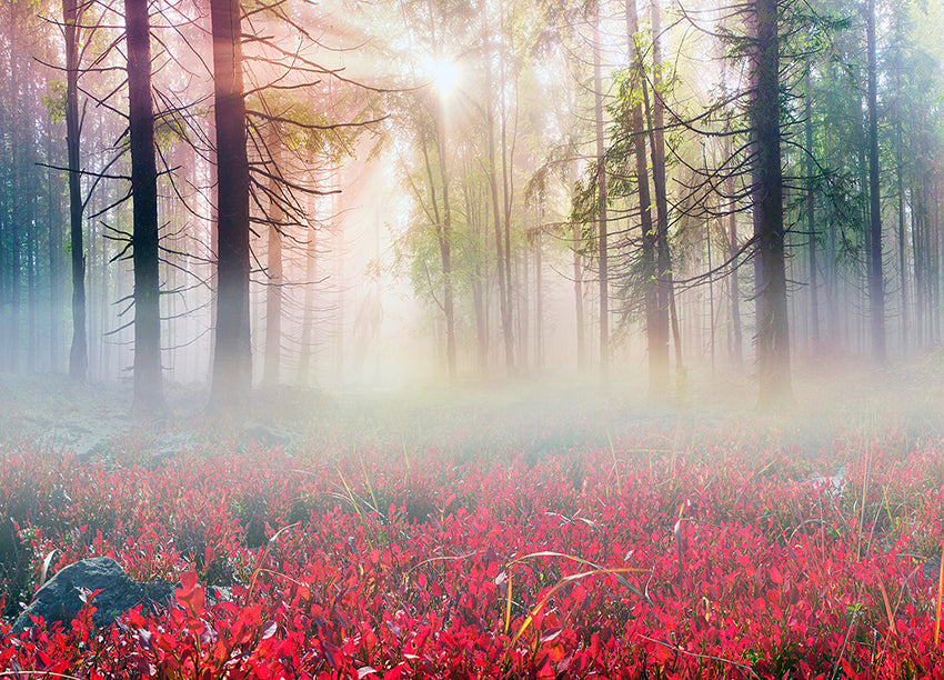 Canvastavla - Mystical forest