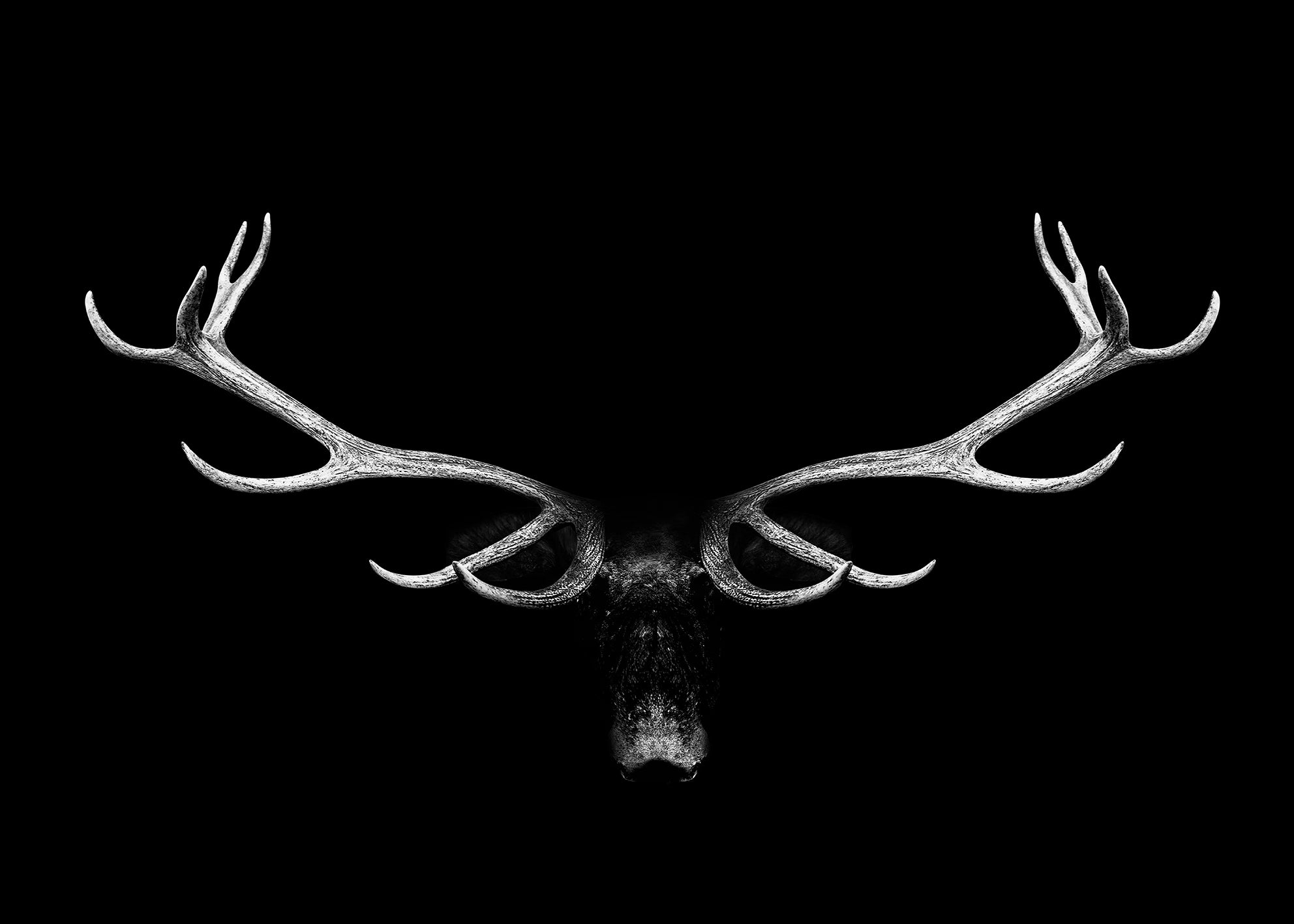 Ljuddämpande tavla - Wildlife