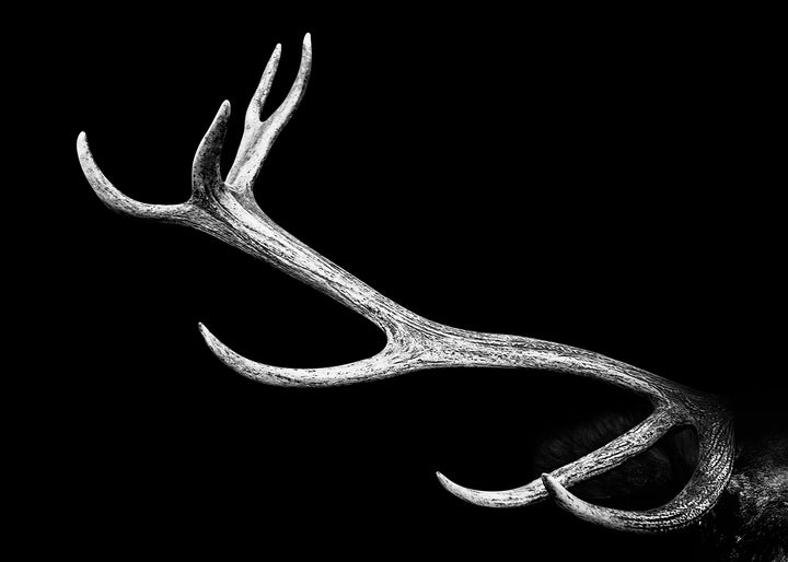 Canvastavla - Wildlife