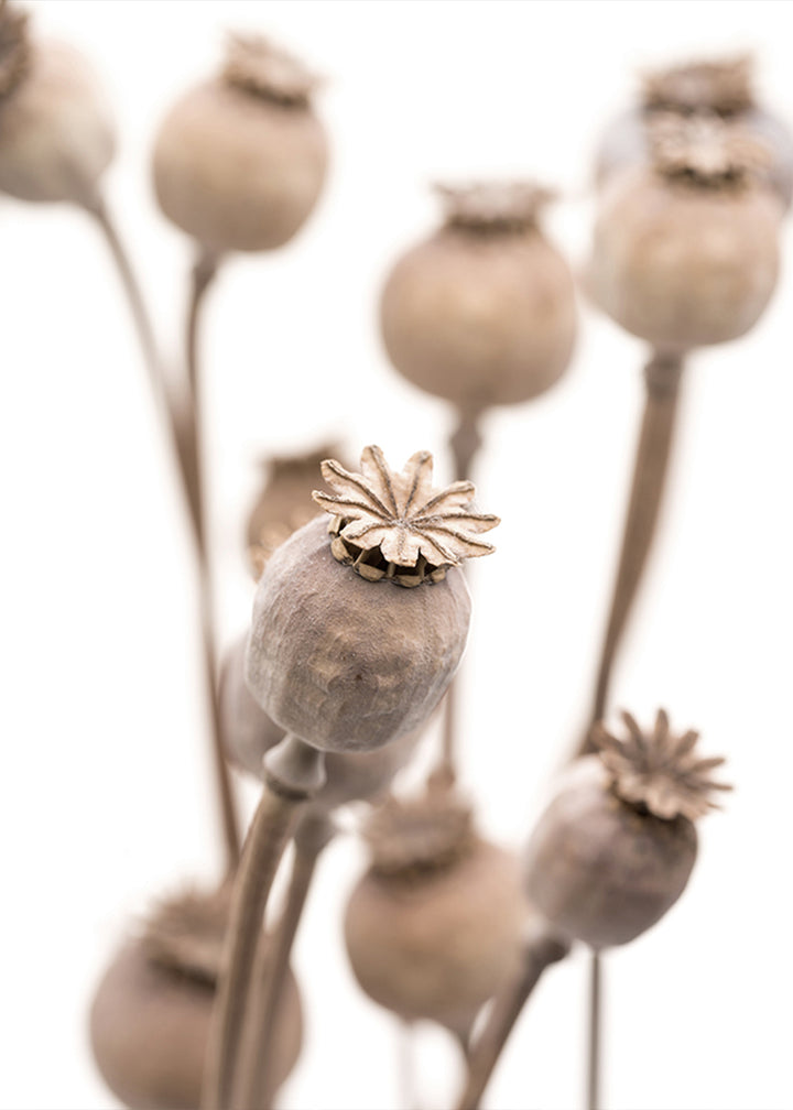 Plakat - Dry poppy