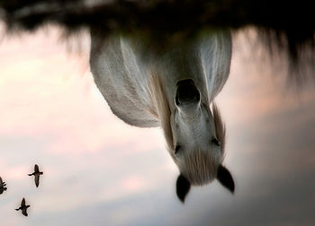Tavla - Upside Down