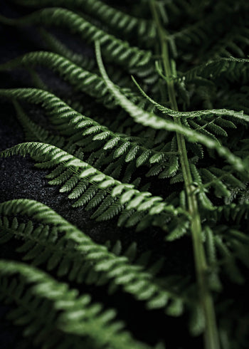 Canvastavla - Green fern