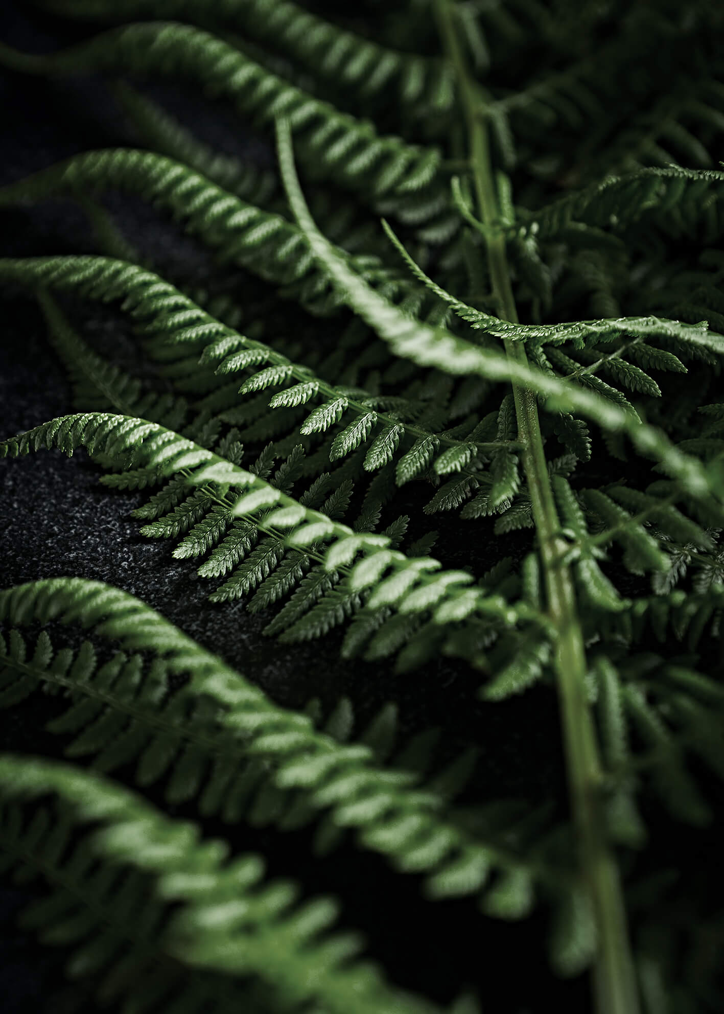 Canvastavla - Green fern