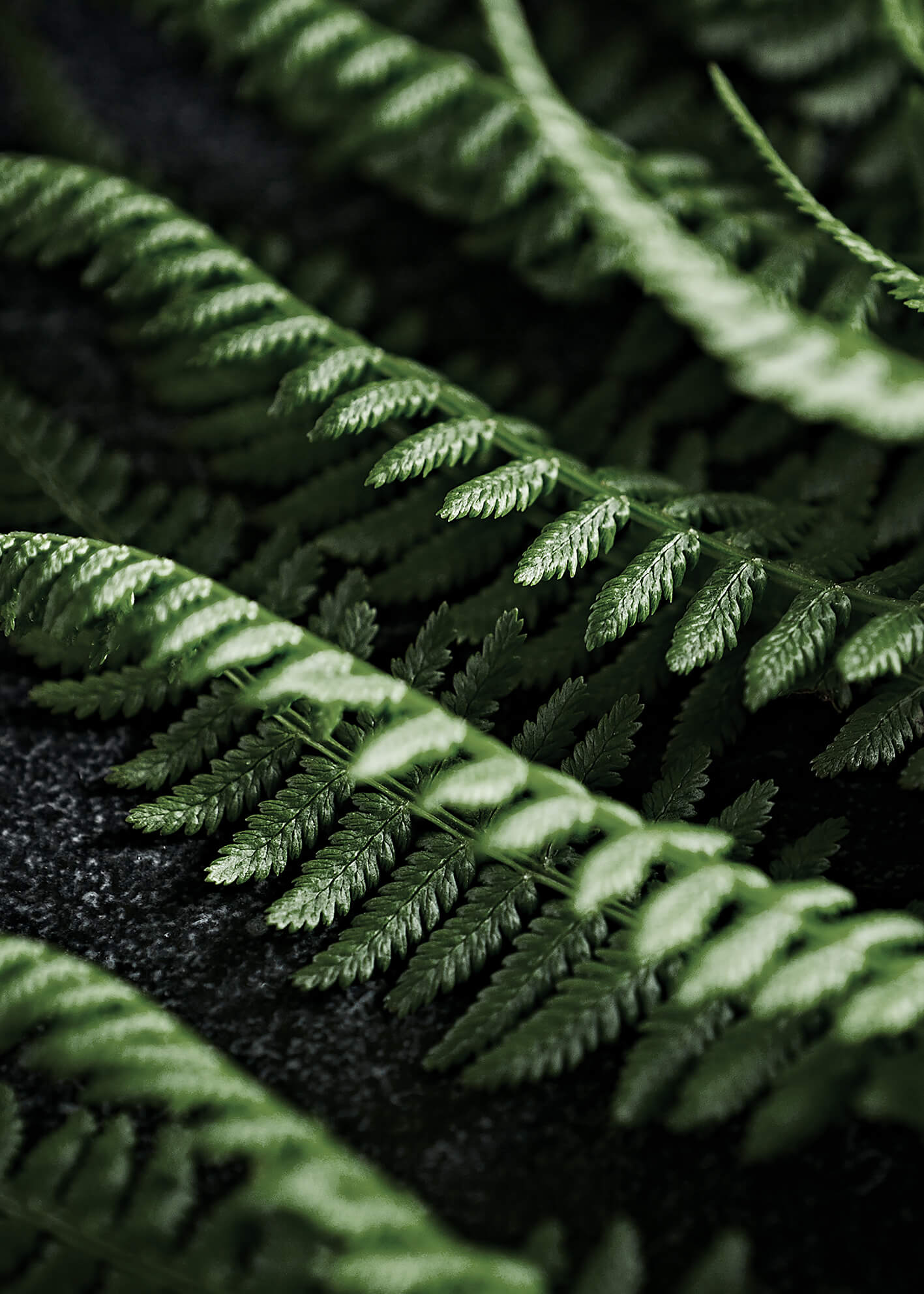 Canvastavla - Green fern