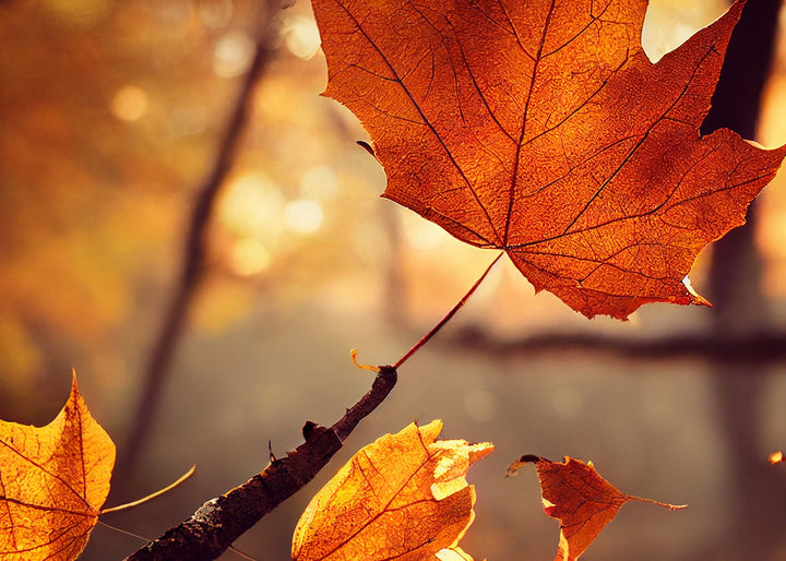 Canvastavla - Sunny Leaf