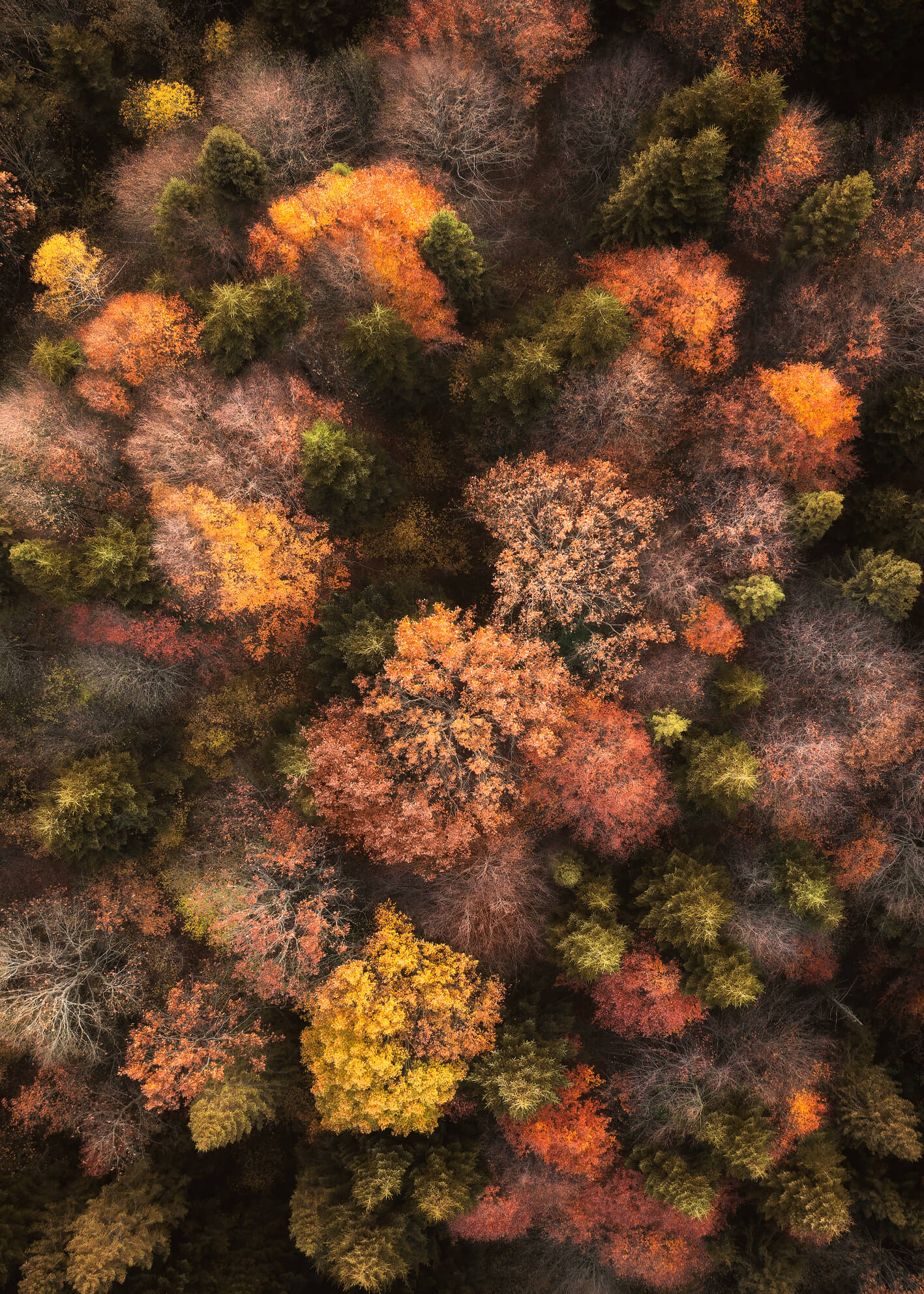Canvastavla - Fall's Canvas