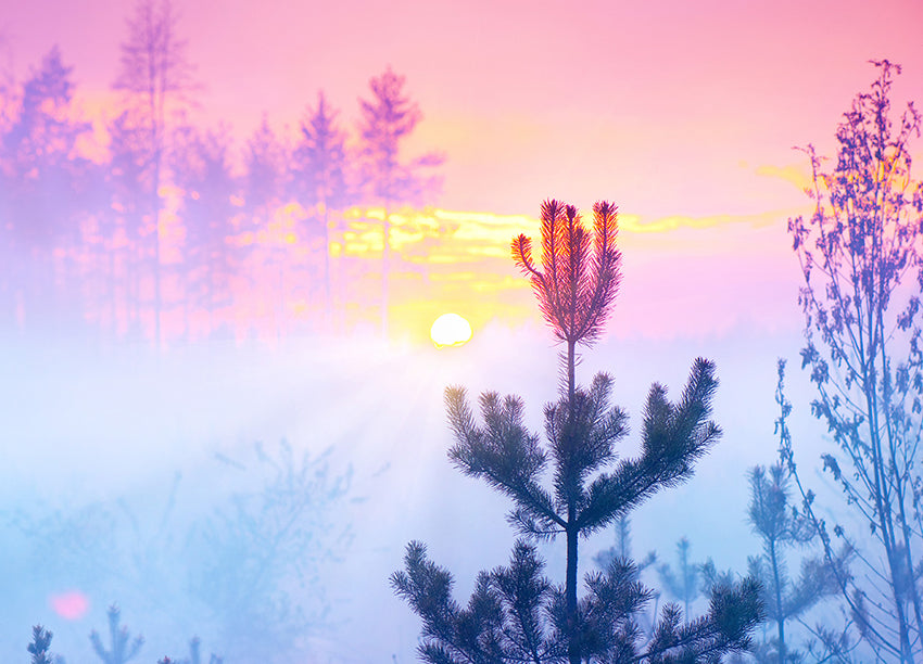 Canvastavla - Sunrise in Forest