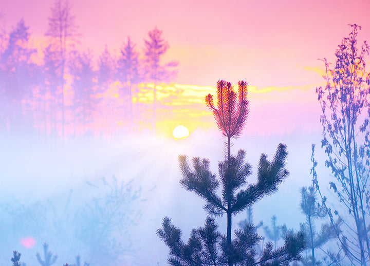 Canvastavla - Sunrise in Forest