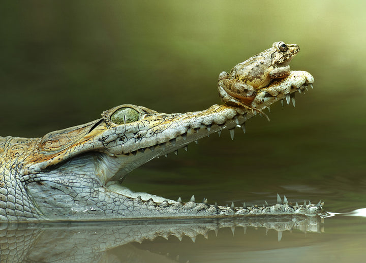 Canvastavla - Frog And The Beast