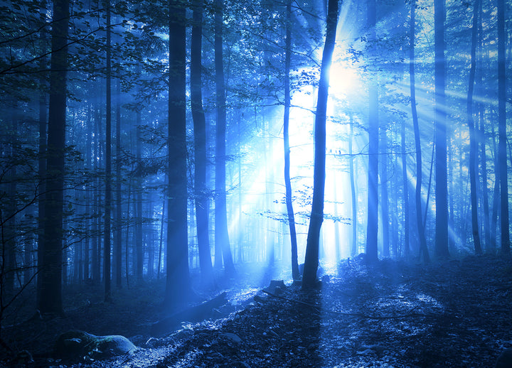 Canvastavla - Blue Forest