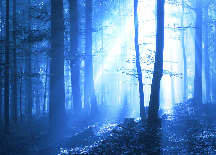 Canvastavla - Blue Forest