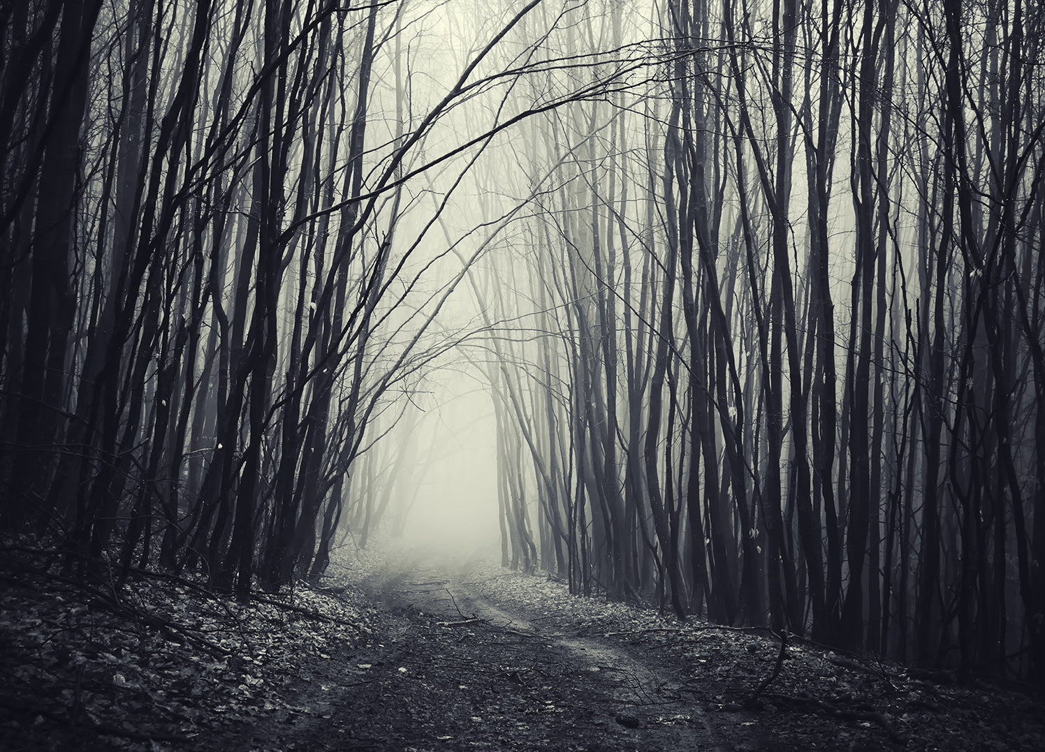 Canvastavla - Black Forest