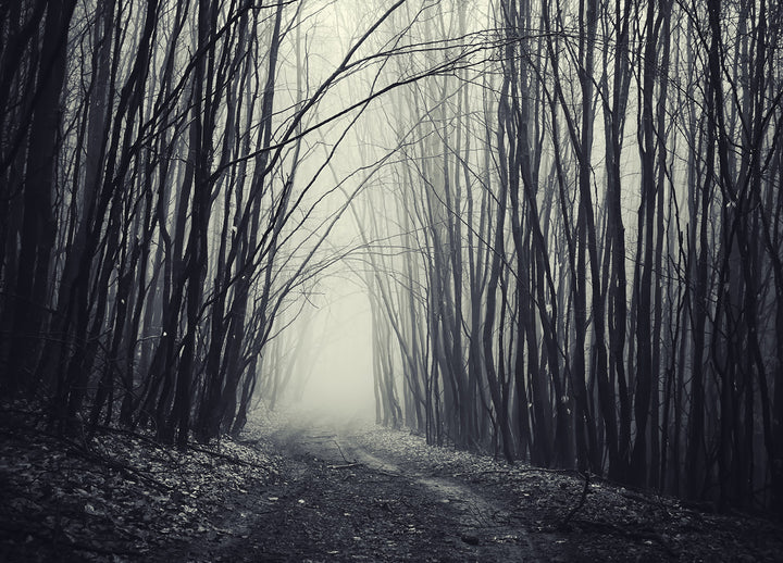 Canvastavla - Black Forest