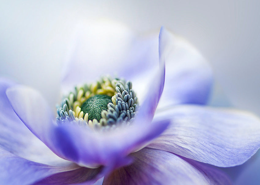 Tavla - Lilac