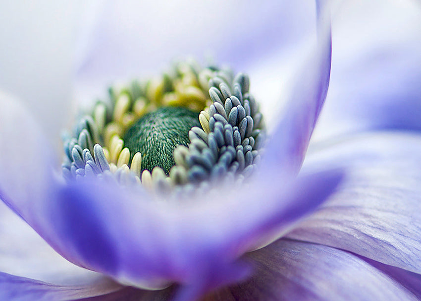 Tavla - Lilac