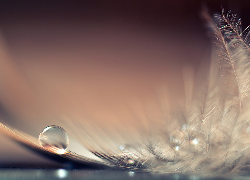 Canvastavla - Feather