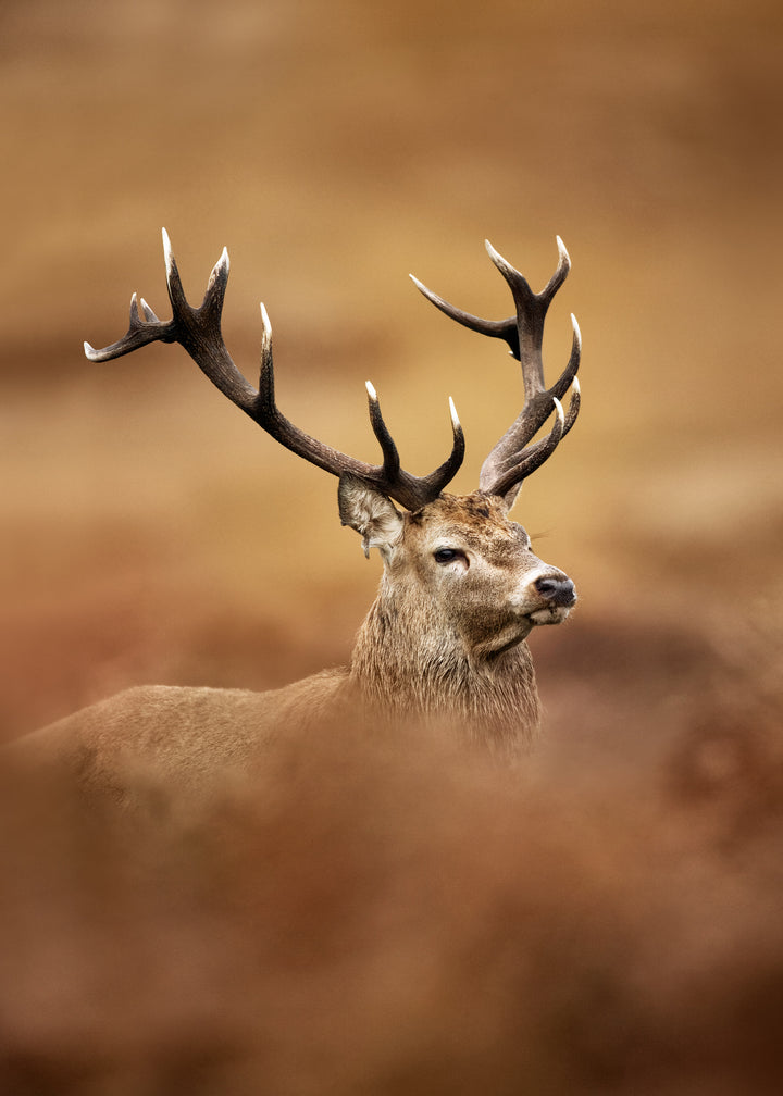 Canvastavla - Deer Majesty