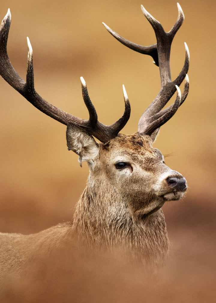 Canvastavla - Deer Majesty