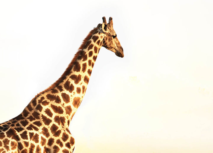 Canvastavla - Walking alone